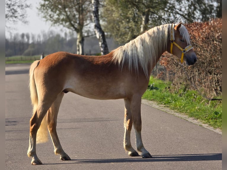 Haflinger Wallach 3 Jahre 153 cm Palomino in Someren