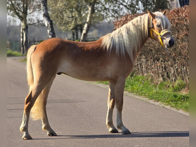 Haflinger Wallach 3 Jahre 153 cm Palomino in Someren