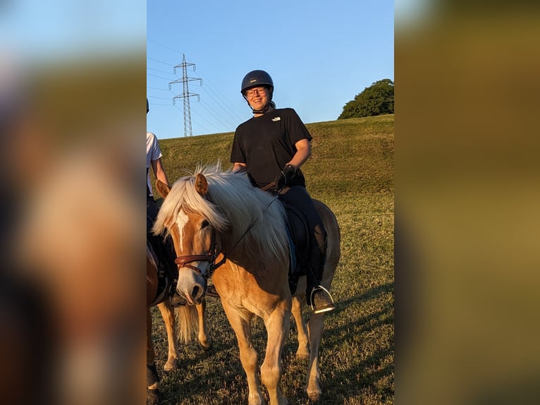 Haflinger Wallach 3 Jahre 153 cm Rotfuchs in St. Veit an der Gölsen
