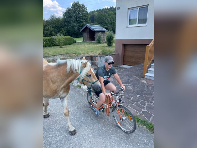Haflinger Wallach 3 Jahre 153 cm Rotfuchs in St. Veit an der Gölsen