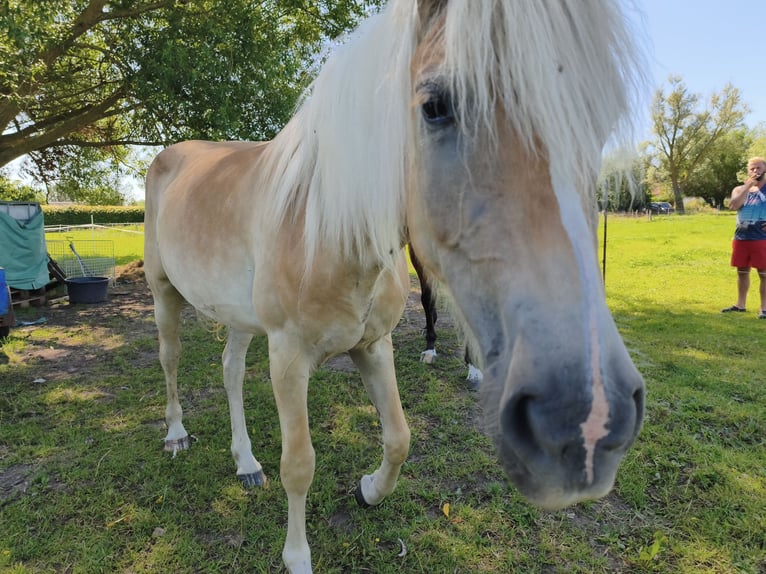 Haflinger Wallach 3 Jahre 154 cm  in Blowatz
