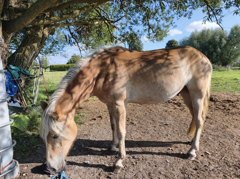 Haflinger Wallach 3 Jahre 154 cm  in Blowatz