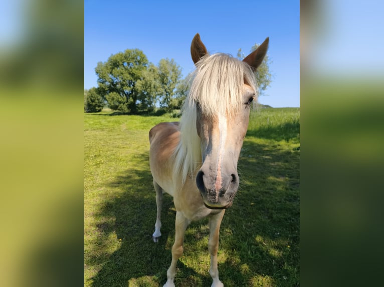 Haflinger Wallach 3 Jahre 154 cm  in Blowatz
