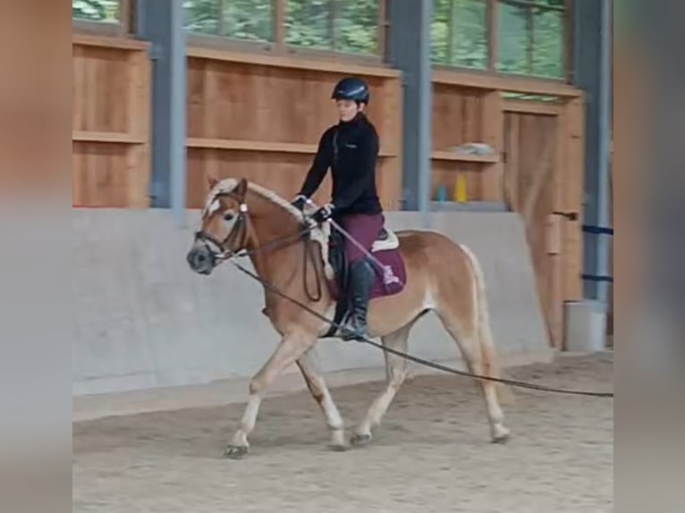 Haflinger Wallach 3 Jahre 154 cm Fuchs in Schleedorf