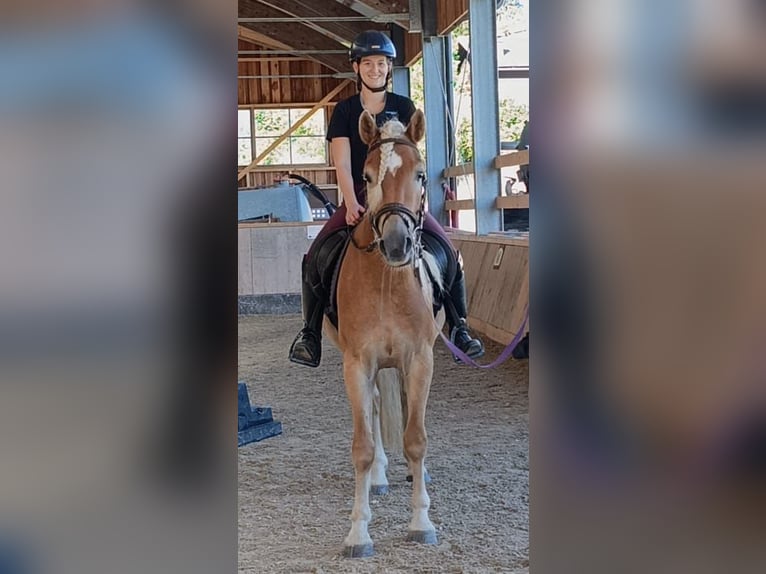 Haflinger Wallach 3 Jahre 154 cm Fuchs in Schleedorf