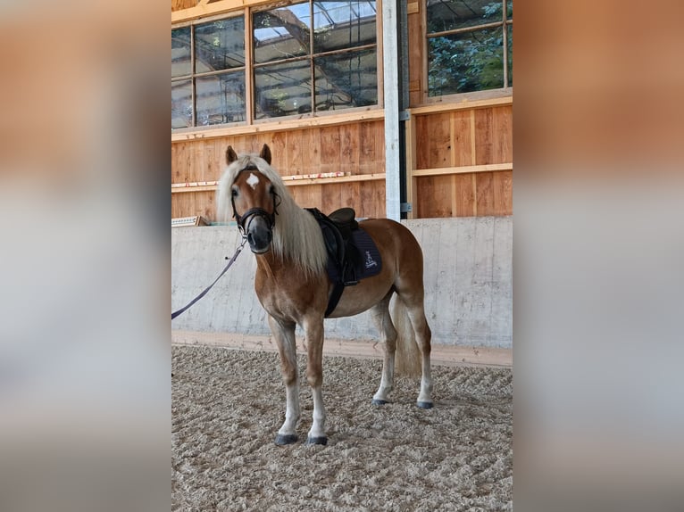 Haflinger Wallach 3 Jahre 154 cm Fuchs in Schleedorf