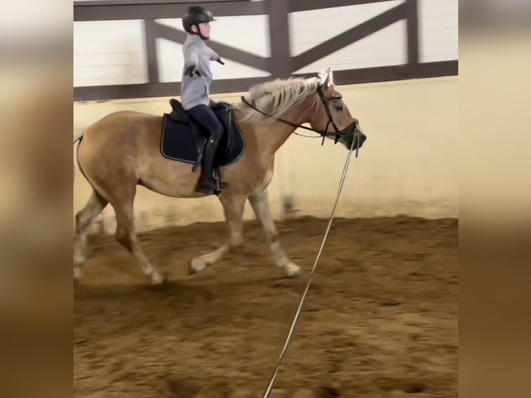 Haflinger Wallach 3 Jahre 155 cm  in Castrop-Rauxel
