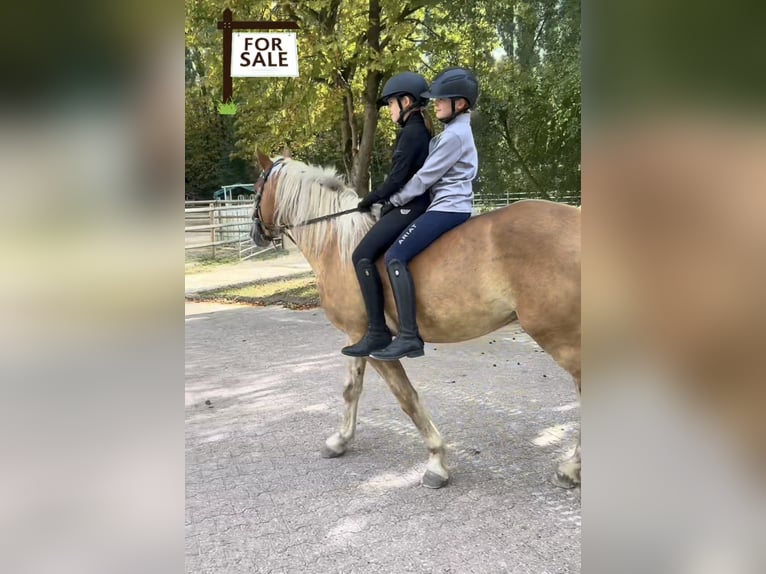 Haflinger Wallach 3 Jahre 155 cm  in Castrop-Rauxel