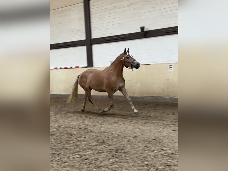 Haflinger Wallach 3 Jahre 155 cm  in Castrop-Rauxel