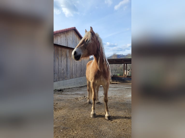Haflinger Wallach 3 Jahre 155 cm Fuchs in Hitzendorf