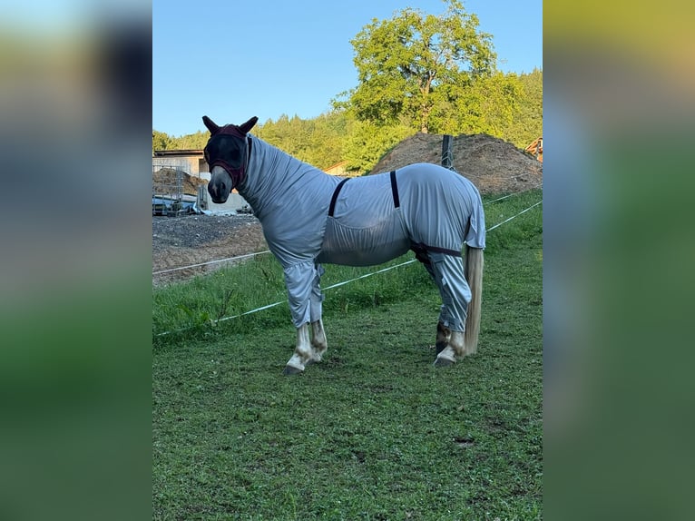 Haflinger Wallach 3 Jahre 155 cm Fuchs in Hitzendorf