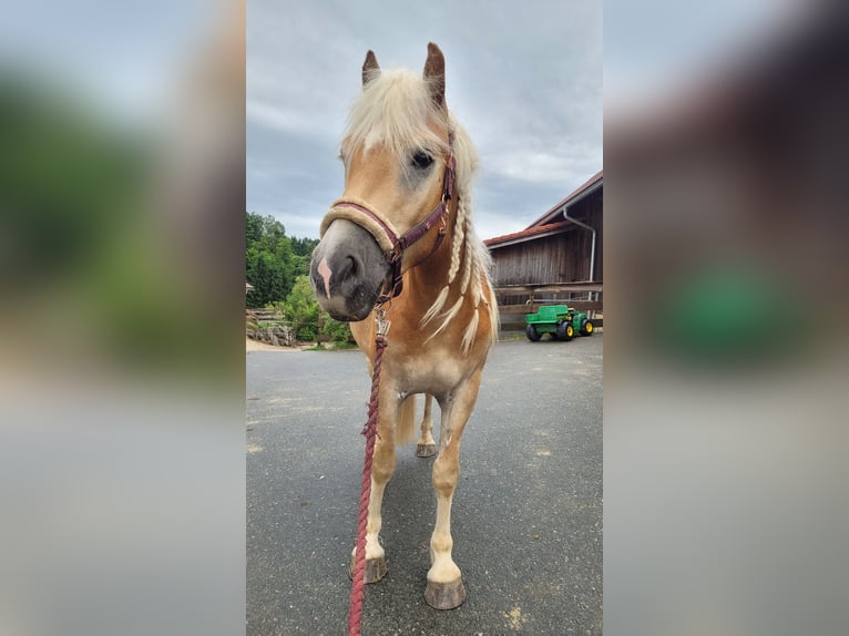 Haflinger Wallach 3 Jahre 155 cm Fuchs in Hitzendorf