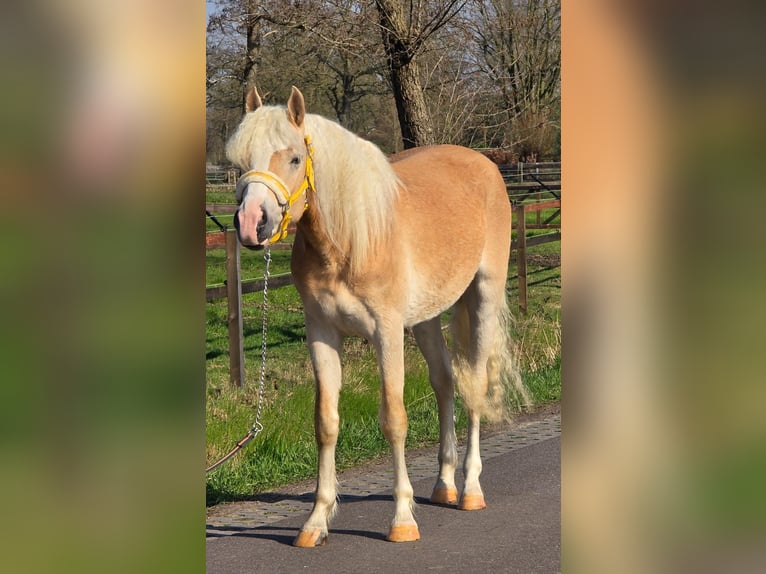 Haflinger Wallach 3 Jahre 155 cm Palomino in Someren