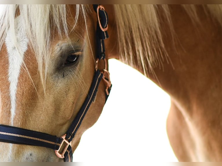 Haflinger Wallach 3 Jahre 157 cm in Bernau