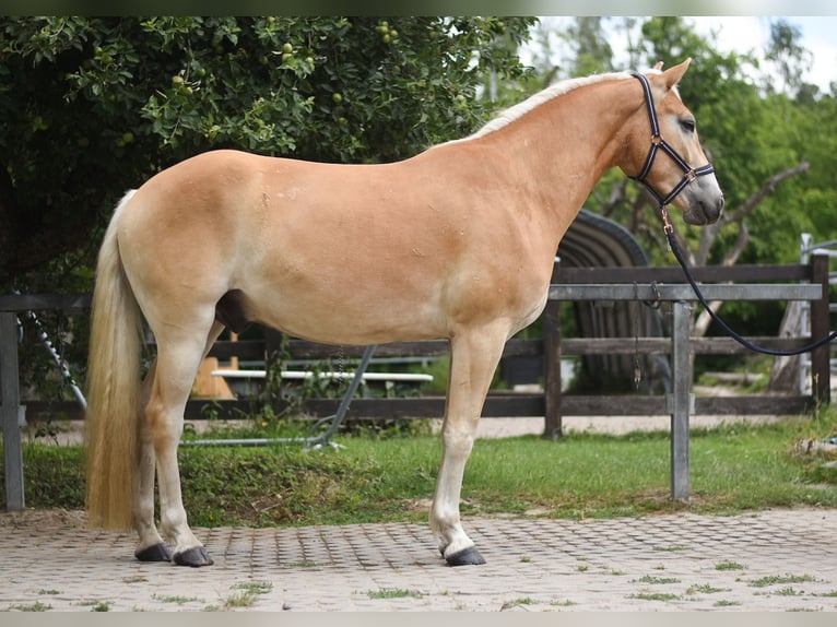 Haflinger Wallach 3 Jahre 157 cm in Bernau