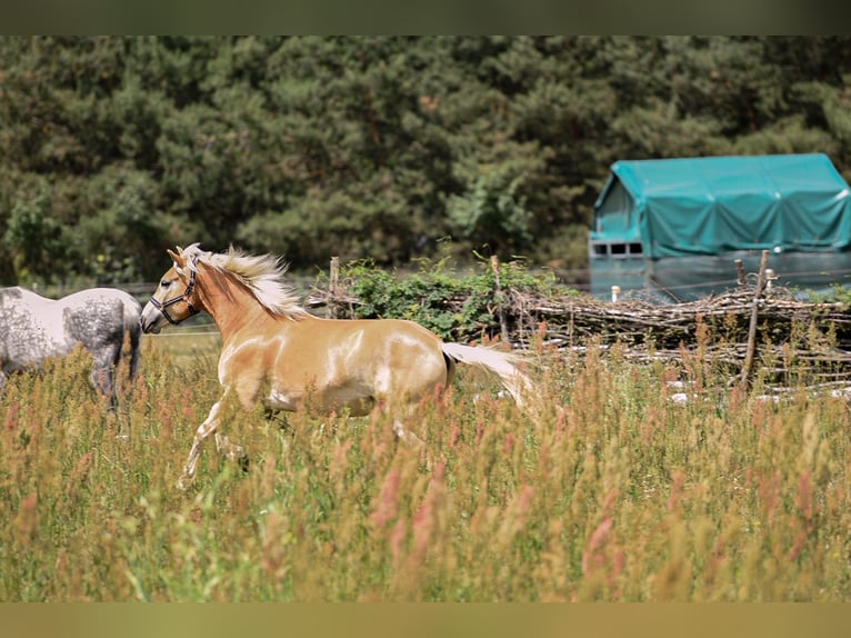 Haflinger Wallach 3 Jahre 157 cm in Bernau