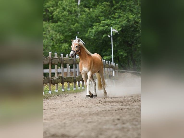 Haflinger Wallach 3 Jahre 157 cm in Bernau