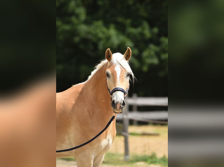 Haflinger Wallach 3 Jahre 157 cm in Bernau