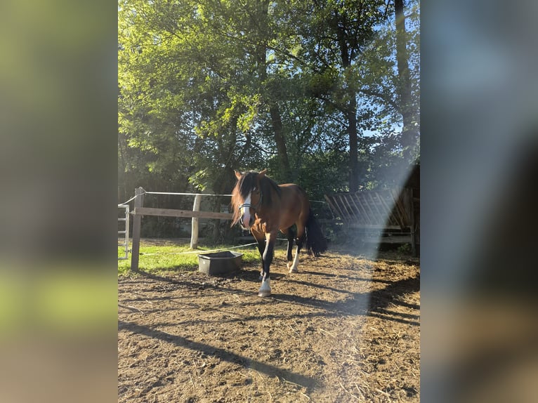 Haflinger Mix Wallach 3 Jahre 157 cm Dunkelbrauner in Klagenfurt