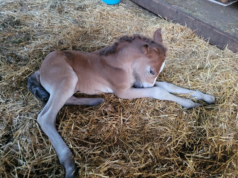 Haflinger Mix Wallach 3 Jahre 157 cm Dunkelbrauner in Klagenfurt