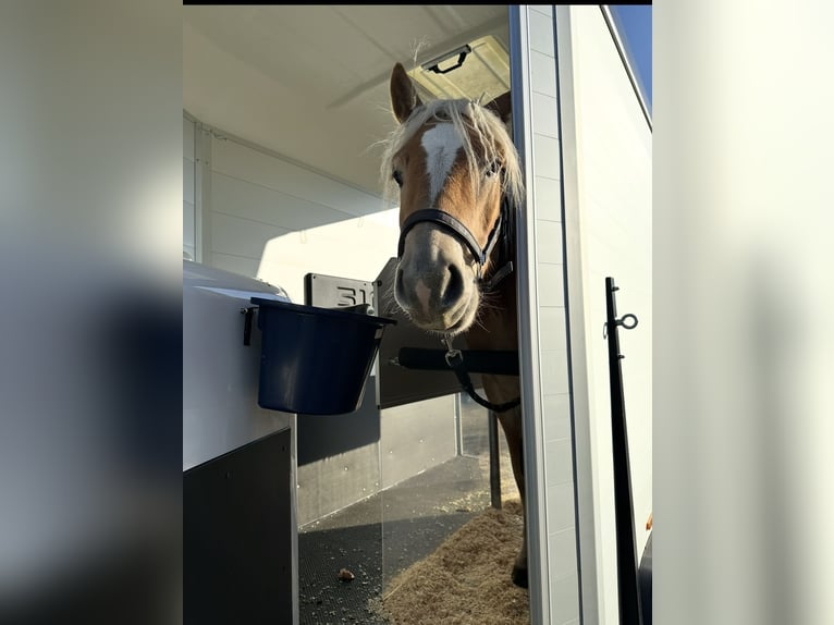 Haflinger Wallach 3 Jahre 157 cm Fuchs in Bremervörde