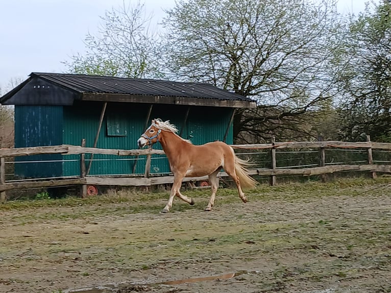 Haflinger Wallach 3 Jahre 158 cm Fuchs in Wipperfürth