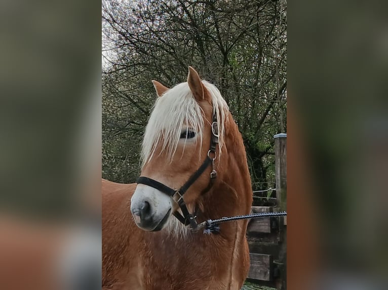 Haflinger Wallach 3 Jahre 158 cm Fuchs in Wipperfürth