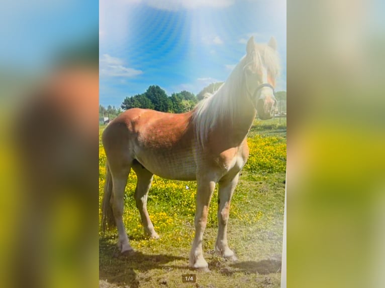 Haflinger Wallach 3 Jahre 158 cm Palomino in peer