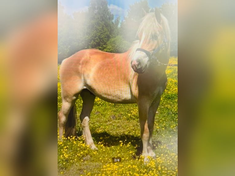 Haflinger Wallach 3 Jahre 158 cm Palomino in peer
