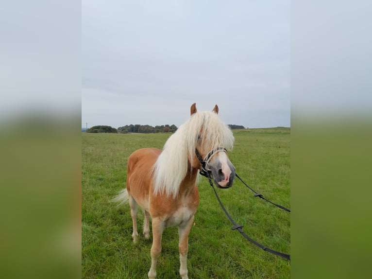 Haflinger Wallach 3 Jahre in Nettersheim