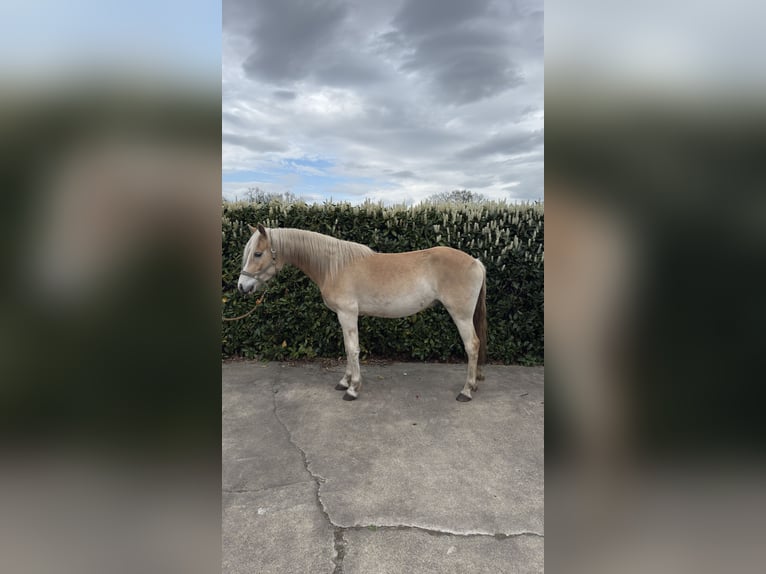 Haflinger Wallach 3 Jahre  in Hopsten