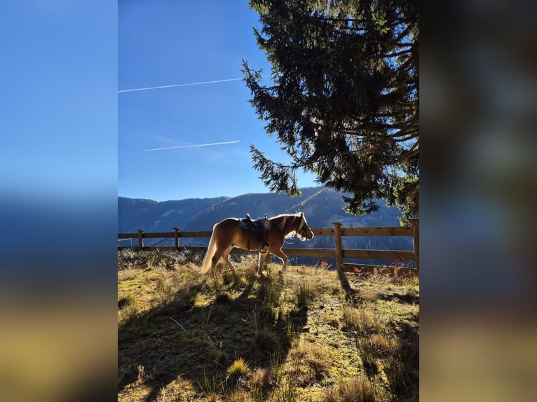 Haflinger Wallach 3 Jahre Fuchs in H&#xFC;ttau