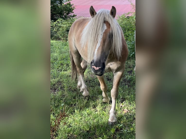Haflinger Wallach 4 Jahre 133 cm Fuchs in Neustadt-Glewe