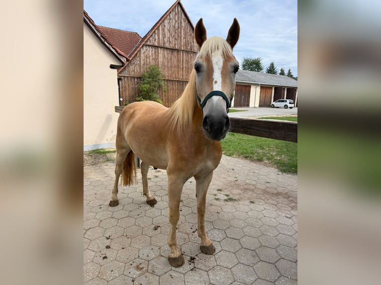 Haflinger Wallach 4 Jahre 140 cm Fuchs in Schwanstetten