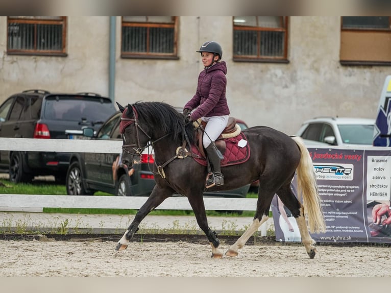 Haflinger Mix Wallach 4 Jahre 143 cm Rappe in Trencin