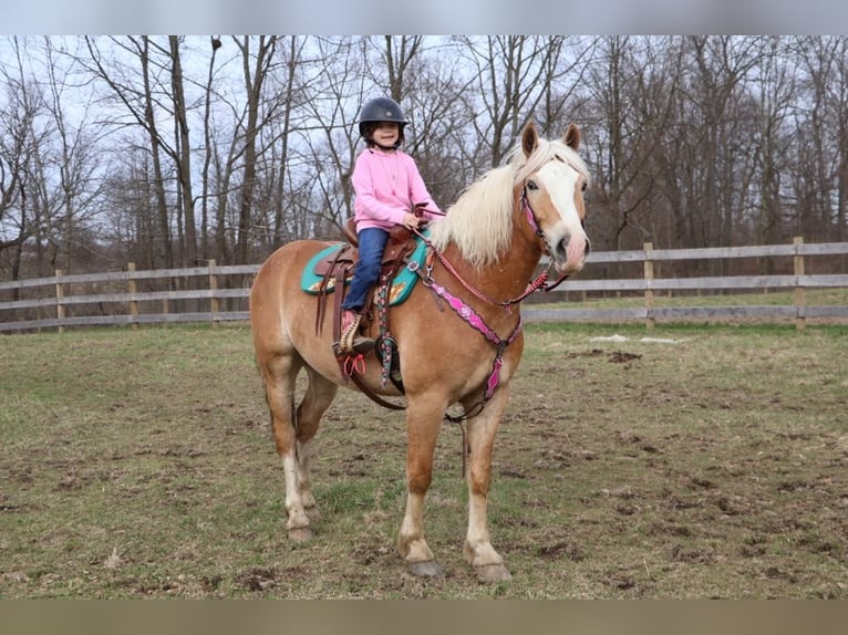 Haflinger Wallach 4 Jahre 145 cm Dunkelfuchs in HOwell MI