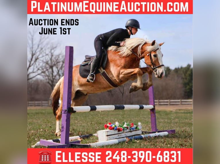 Haflinger Wallach 4 Jahre 145 cm Dunkelfuchs in HOwell MI