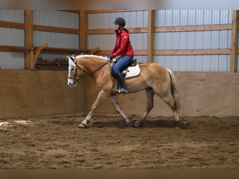 Haflinger Wallach 4 Jahre 145 cm Dunkelfuchs in HOwell MI
