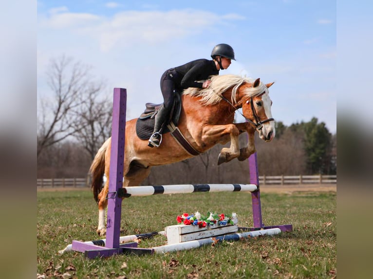 Haflinger Wallach 4 Jahre 145 cm Dunkelfuchs in HOwell MI