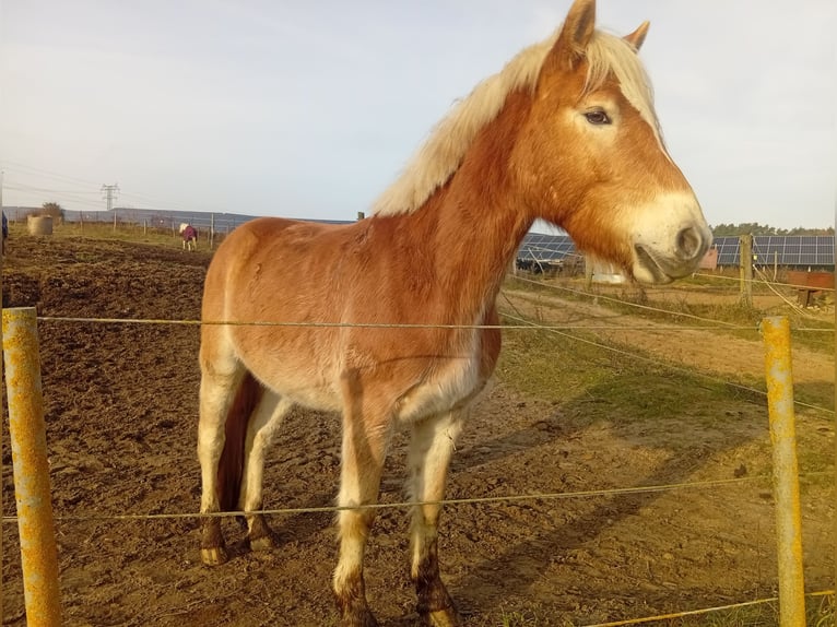 Haflinger Wallach 4 Jahre 145 cm Falbe in Vorbeck