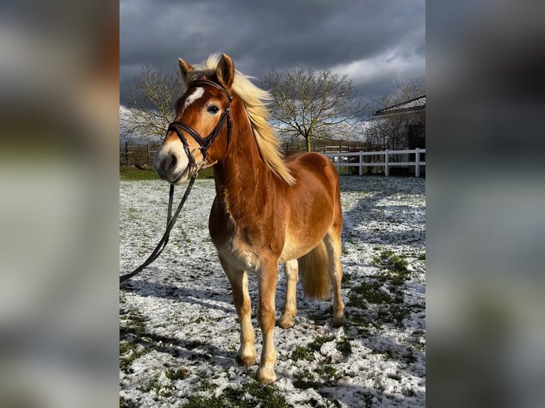 Haflinger Wallach 4 Jahre 145 cm Fuchs in Neuwied