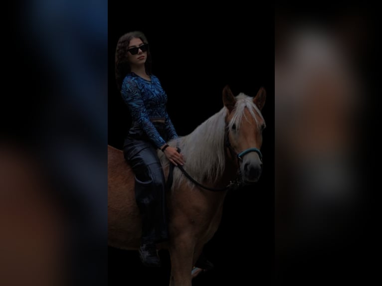 Haflinger Wallach 4 Jahre 145 cm Fuchs in Bia&#x142;a Podlaska