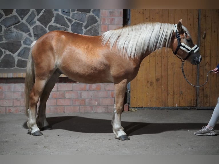 Haflinger Wallach 4 Jahre 146 cm  in Treuenbrietzen