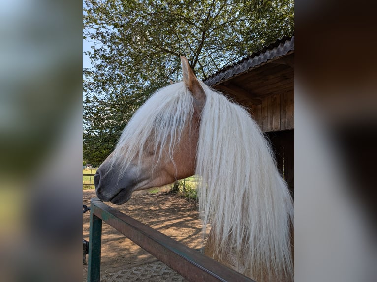 Haflinger Wallach 4 Jahre 146 cm Fuchs in Seubersdorf in der Oberpfalz