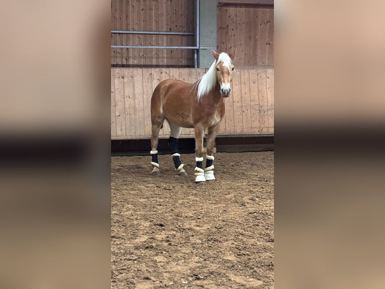 Haflinger Wallach 4 Jahre 147 cm Fuchs in Fürstenfeldbruck