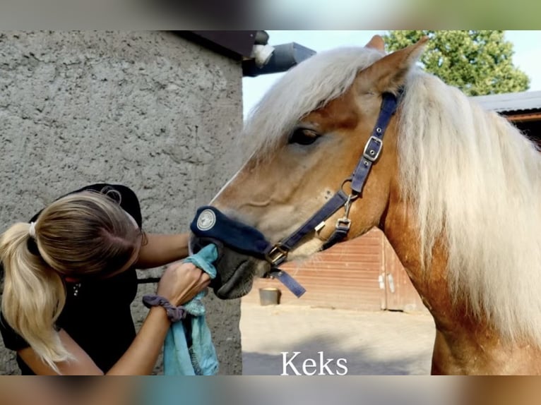 Haflinger Wallach 4 Jahre 147 cm Fuchs in Bünde