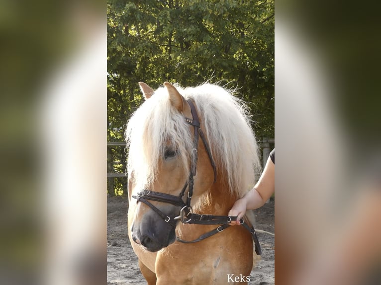 Haflinger Wallach 4 Jahre 147 cm Fuchs in Bünde