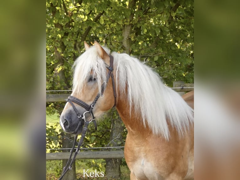 Haflinger Wallach 4 Jahre 147 cm Fuchs in Bünde