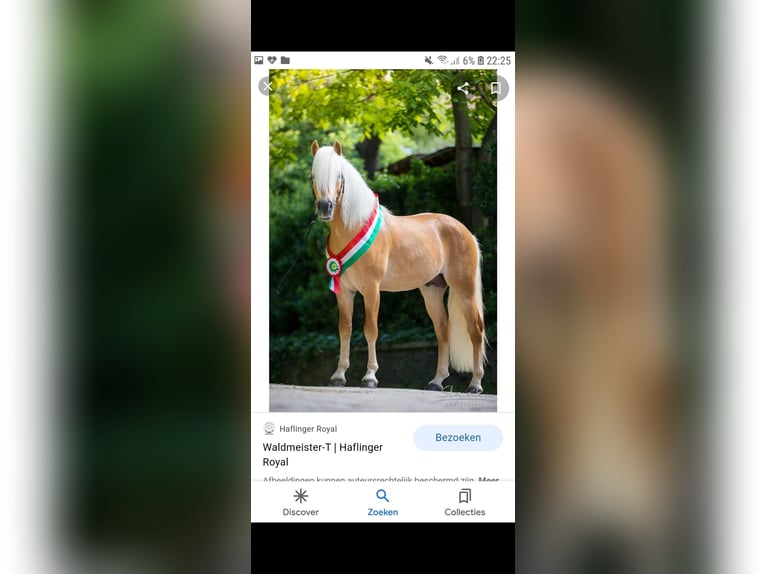 Haflinger Wallach 4 Jahre 147 cm Fuchs in Oudega