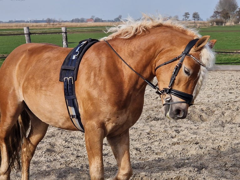 Haflinger Wallach 4 Jahre 147 cm Fuchs in Oudega
